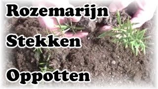 De Moestuin 60 Rozemarijn Stekken Oppotten [upl. by Nnaeinahpets]