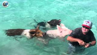 Pig beach The Bahamas [upl. by Edmee246]