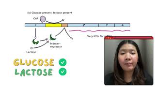 Regulation of the lac operon in bacteria [upl. by Akehsat]