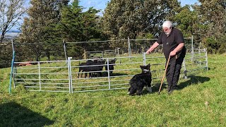 Sheepdog Training inside the round pen [upl. by Yeo244]