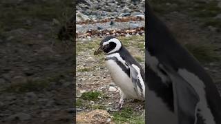 PINGUINS na ISLA MAGDALENA  Patagônia Chilena  Punta Arenas [upl. by Silverstein572]