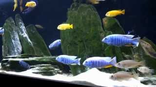 Malawi  African Cichlids Relax [upl. by Ursas853]