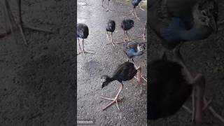 Swamphen birds 🐦 [upl. by Ravahs807]