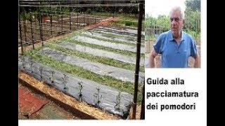 Guida alla pacciamatura per i pomodori [upl. by Ayanal]