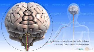 Neuroanatomie  anatomie et physiologie de la moelle épinière [upl. by Tandy]