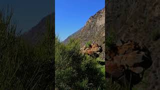 large mountain in font of green grass hill with Ephedra bush at windy sunny summer day [upl. by Navets]