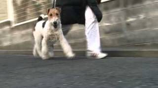 ワイヤーフォックステリア（Wirefox Terrier）の歩き方 [upl. by Eckblad]