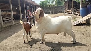 Big Boer Goat crosses with young goat in farm  Goat Farming in village [upl. by Anihsak417]