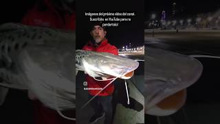 PESCA DE CACHORRO DE SURUBI EN ROSARIO fishing pescadeportiva fyp fypシ゚viral viralreels viralr [upl. by Vincenta]