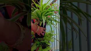 beautiful spider plant 🥰🌿shortyoutube viralterracegarden plants indoorplants [upl. by Yeblehs]