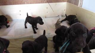 German Shorthaired Pointer Puppies  One Month  Intro to Bird Wing [upl. by Rea]