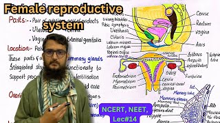 The Female Reproductive system  NCERT  NEET  class 12 [upl. by Ralip513]