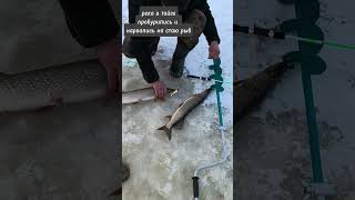 Нашли рыбное место щуки рвут поводки 🔥 рыбалка fishing [upl. by Dominique]