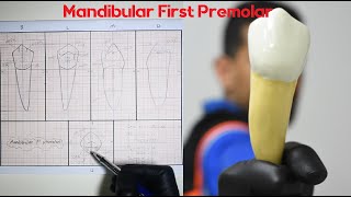 Drawing of Mandibular First Premolar  رسم الأسنان [upl. by Onairam]