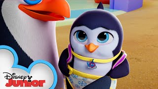 Best Feathered Friends  TOTS  disneyjr [upl. by Onailerua]