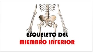 ESQUELETO DEL MIEMBRO INFERIOR 3D [upl. by Olegnalehcim]