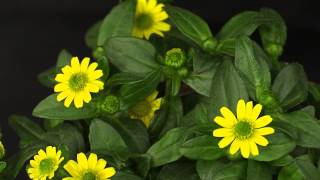 Sanvitalia procumbens  Husarenknopf Mexican Creeping Zinnia [upl. by Garbers]