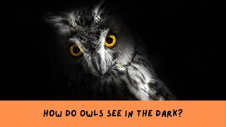 How Do Owls See in the Dark [upl. by Hogan]