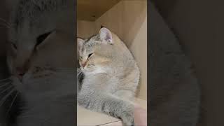 Scaredy cats 🤣🤣funnycats fyp funny cat catlovers [upl. by Razal]