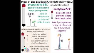 SizeExclusion Chromatography aka Gel Filtration  lets take a SEC to talk about it [upl. by Tatianna790]