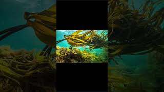 Laminariabrown seaweednative Japanfoodweight loss high blood pressure preventing cancer [upl. by Paddie]