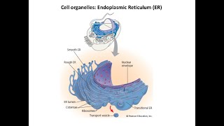 Lecture 1 Endoplasmic reticulum [upl. by Eikin]