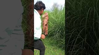 यहाँ काम अच्छे से होगा Sarita bhauji jaunpuriya shorts shortvideo jaunpuriyabhauji youtubeshorts [upl. by Frulla]