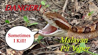 DANGEROUS  MALAYAN PIT VIPER [upl. by Tdnaltroc]