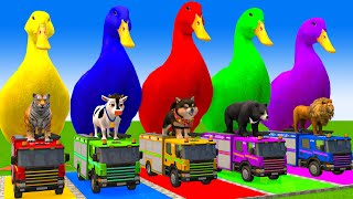 5 Giant Duck CartoonCowElephantTigerLionGorilla Paint Wild Animals Crossing Fountain Animation [upl. by Derr]