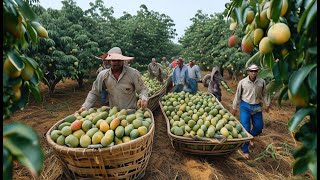 ¡Reveló Los agricultores MEXICANOS producen millones de toneladas de mangos cada año [upl. by Leynwad]