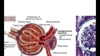 Malaria amp Antimalarial drugs By ASM Minds Team [upl. by Dolloff]