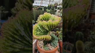 Euphorbia Lactea Cristata Variegata  bikolanahardinera shortvideo euphorbia succulent [upl. by Jeannette204]