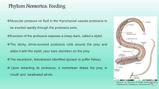 Phylum Nemertea BS Zoology Invertebrate Diversity [upl. by Kroy]