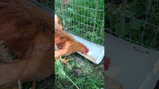 chicken feeder 76volt diy handmade feeding [upl. by Dorreg123]