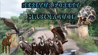 Seriyur forest at Masinagudi  Masinagudi  4K Masinagudi Tourist places  Road trip to Masinagudi [upl. by Afnin685]