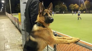 This German Shepherd Dog Is FUNNIER Than You Can Imagine 😂NEW Funny Dog Videos 2024 [upl. by Ahtelrac]