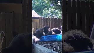 Bear cools off in backyard pool [upl. by Munro634]