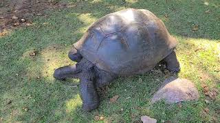 A Giant Tortoise on Curieuse Island Seychelles [upl. by Adnana]