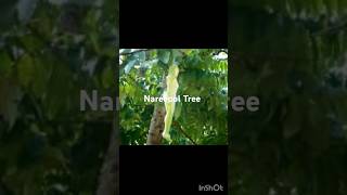 Nareepol Tree The amezing women tree  short video  bari majadar [upl. by Anem464]