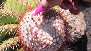 Survival Eating tasty Turks cap cactus fruit melon cactus on Snake Island [upl. by Mcnalley]