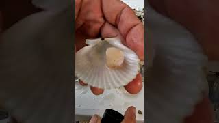 pasco scallop season is back till 92424 fish florida scallops [upl. by Huggins]