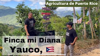 Agricultura de Puerto Rico🇵🇷  Finca mi Diana Yauco  Alcides Rodriguez  Café de Puerto Rico [upl. by Carolin]