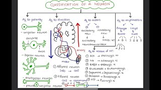 PAIN  Neuron and Nerve Fibres  Anatomy and Classifications [upl. by Sari]