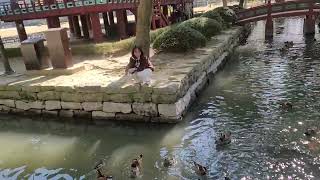 Feeding the Mandarin Ducks and Koi Fish at Wanwoljung Gwanghanru Garden [upl. by Poll]