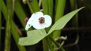 Sagittaria sagittifolia [upl. by Landa895]