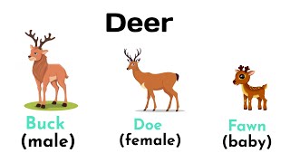 Animals for kids to learn  Animal Name in English  English Vocabulary [upl. by Jorgensen]