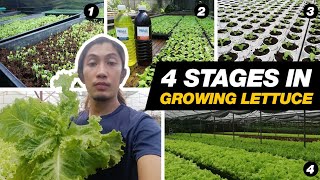 4 Stages ng pagtatanim ng Lettuce sa Commercial Hydroponic farm [upl. by Demb]