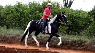 CAMPOLINA MARCHADOR MARENGO DE ACARAJÁ PAMPA DE PRETO MARCHA BATIDA [upl. by O'Donovan]