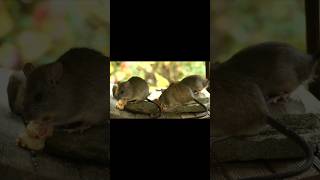 Rat produce 1000 egg in one year facts shorts ytshorts [upl. by Nnyleitak]