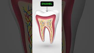 Parts and Layers of Tooth  Dr Harini [upl. by Jervis]